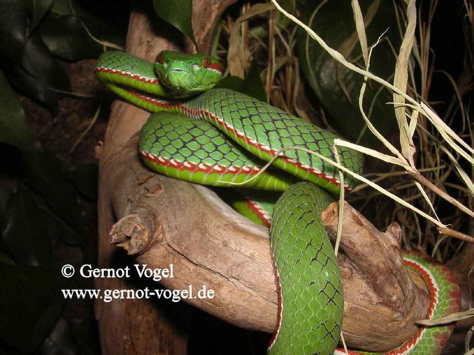 Trimeresurus gumprechti male 1c